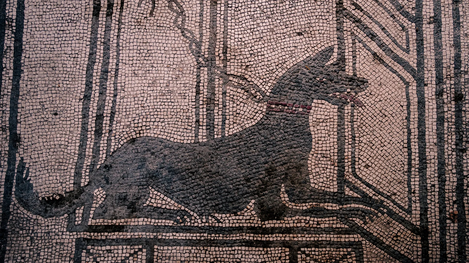 dangerous_dogs_header_main